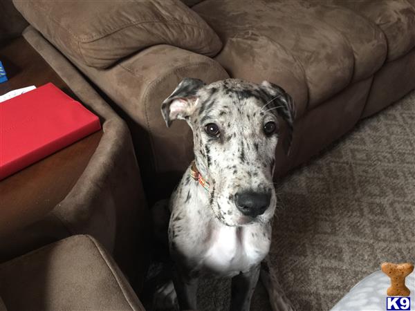 great dane puppy posted by Kirk goss